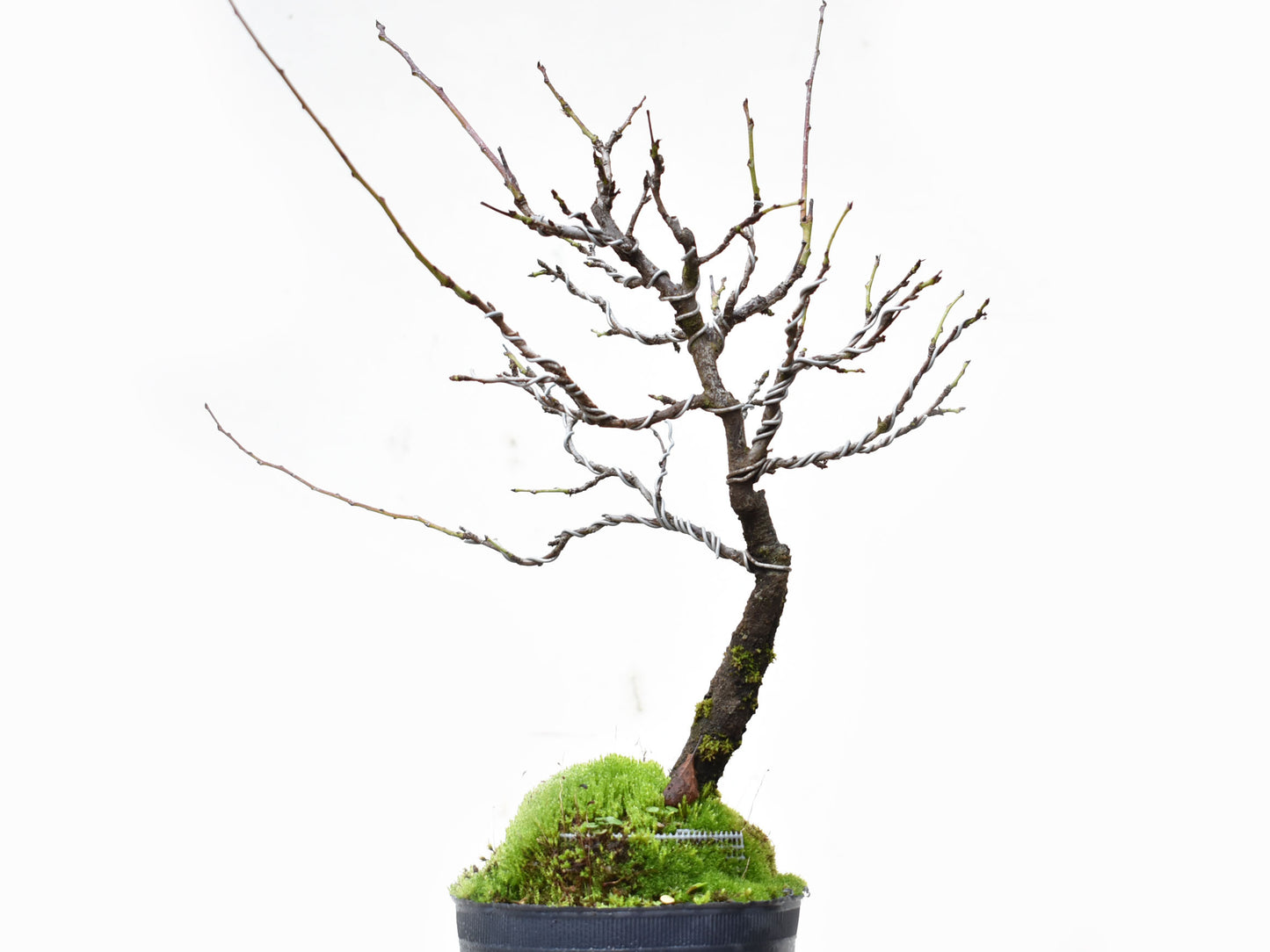 ENDRINO (Prunus Spinosa)