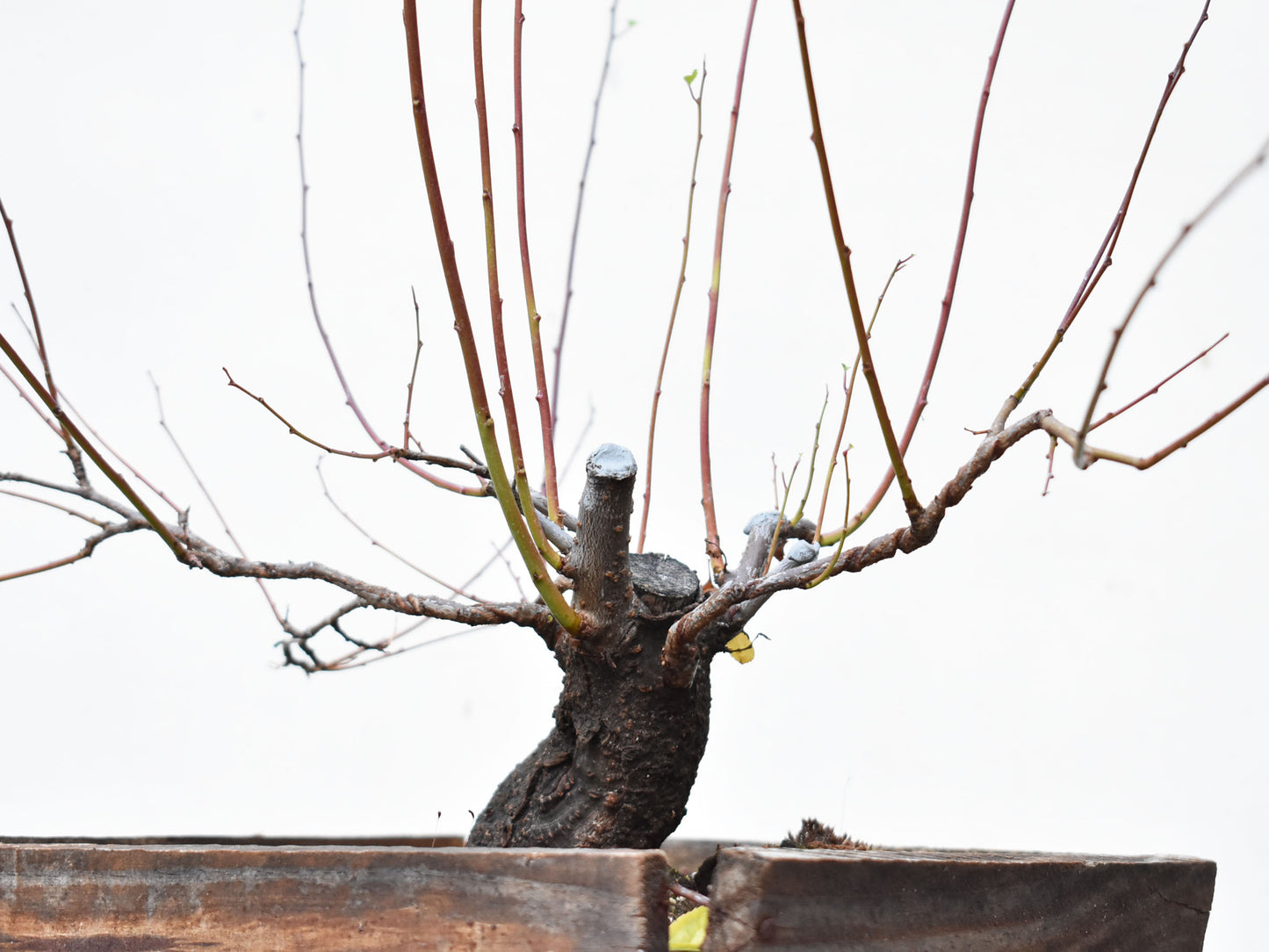 ENDRINO (Prunus Spinosa)