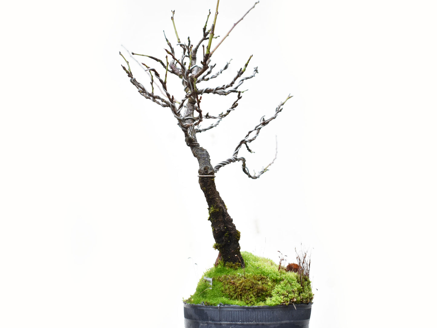 ENDRINO (Prunus Spinosa)
