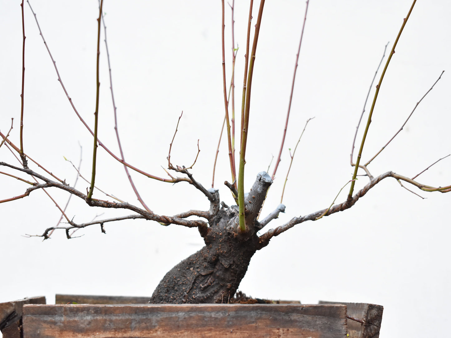 ENDRINO (Prunus Spinosa)