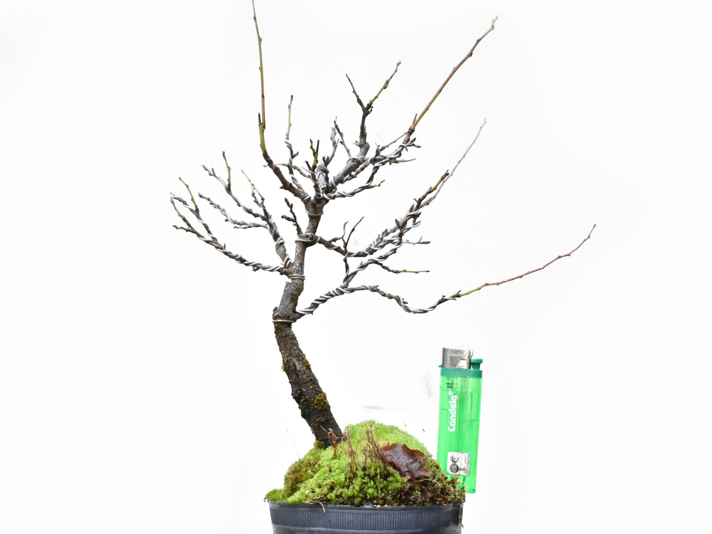 ENDRINO (Prunus Spinosa)