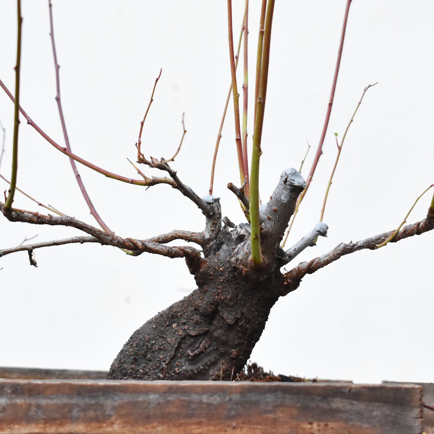 ENDRINO (Prunus Spinosa)