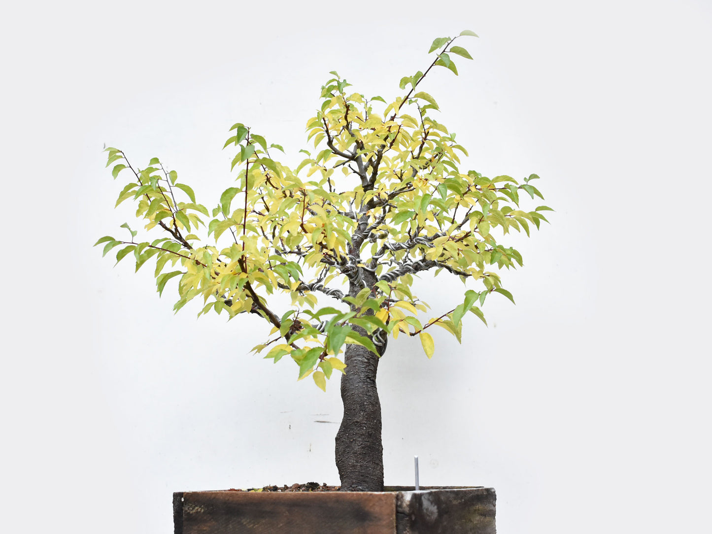 ENDRINO (Prunus Spinosa)