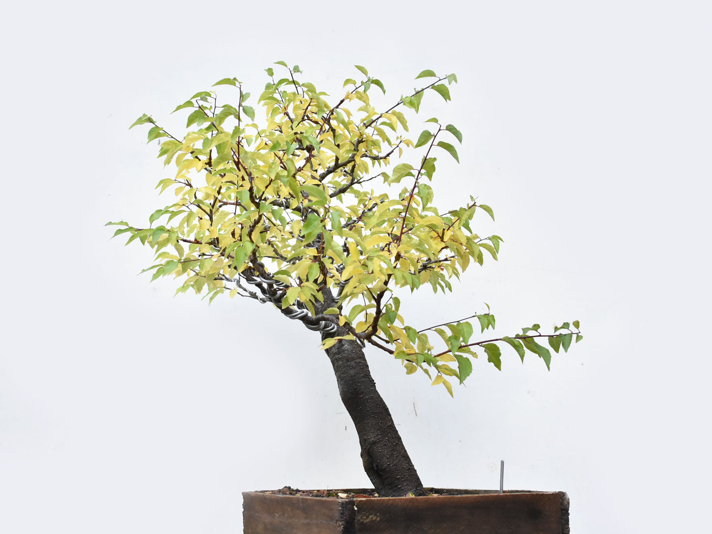 ENDRINO (Prunus Spinosa)