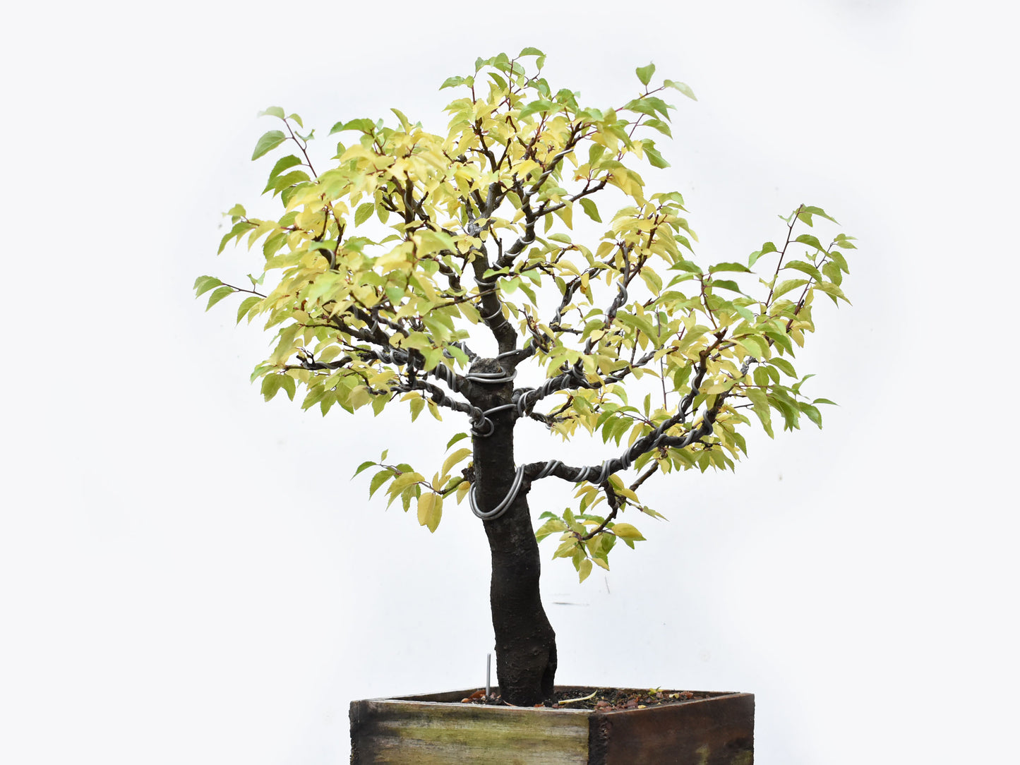 ENDRINO (Prunus Spinosa)