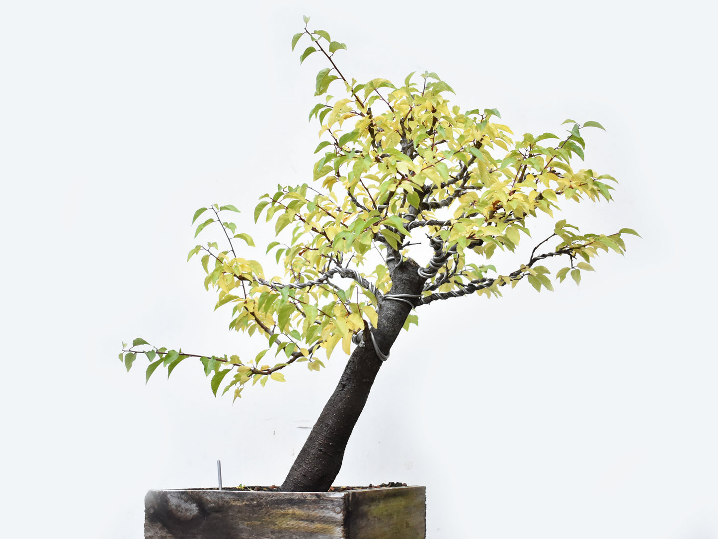 ENDRINO (Prunus Spinosa)