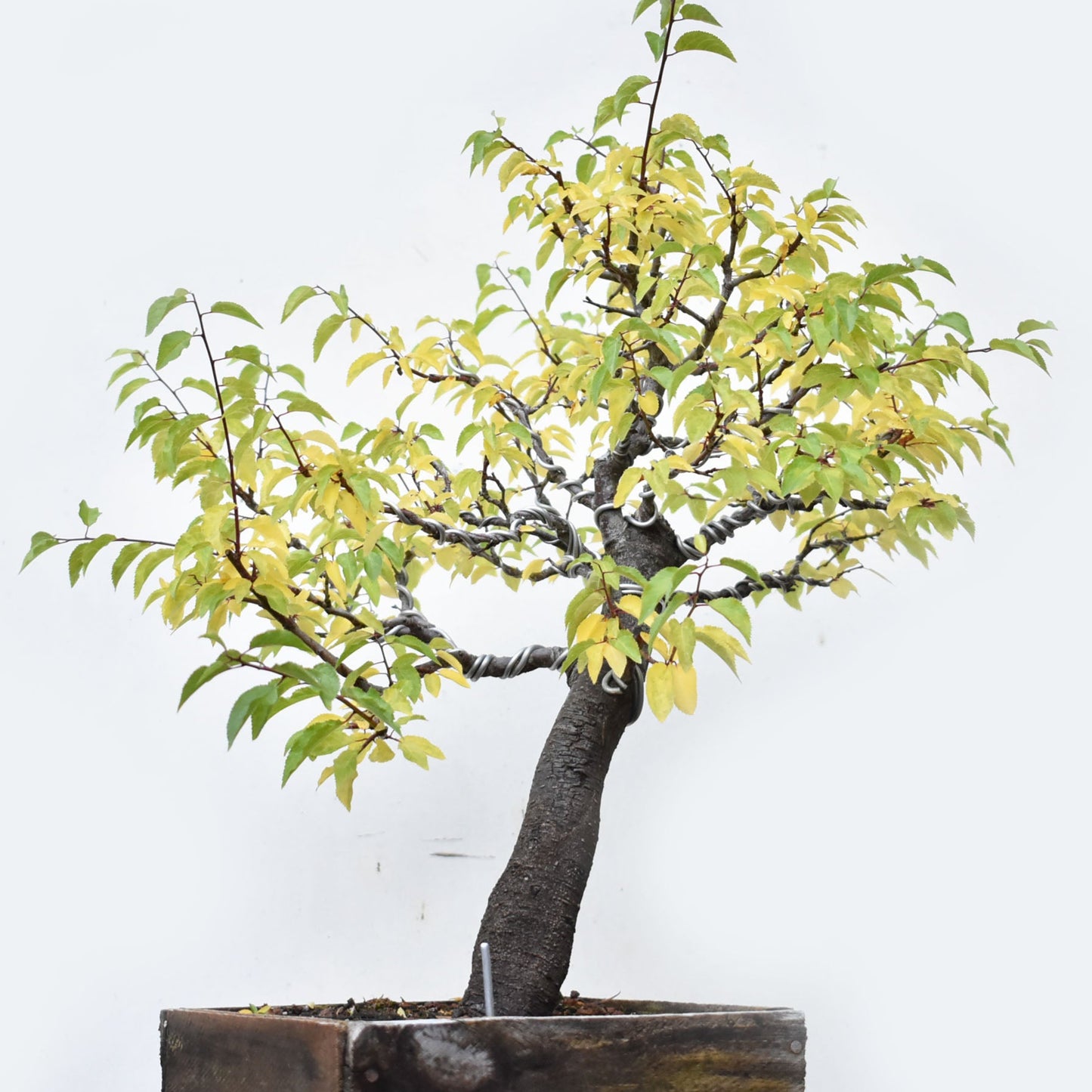 ENDRINO (Prunus Spinosa)