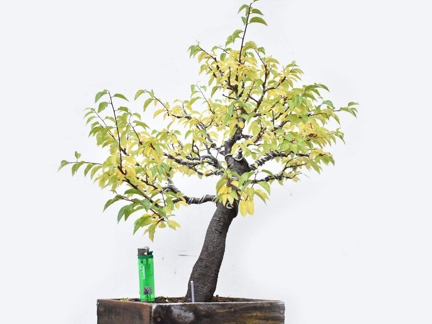 ENDRINO (Prunus Spinosa)