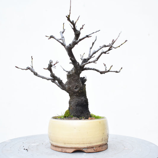 ENDRINO (Prunus Spinosa)