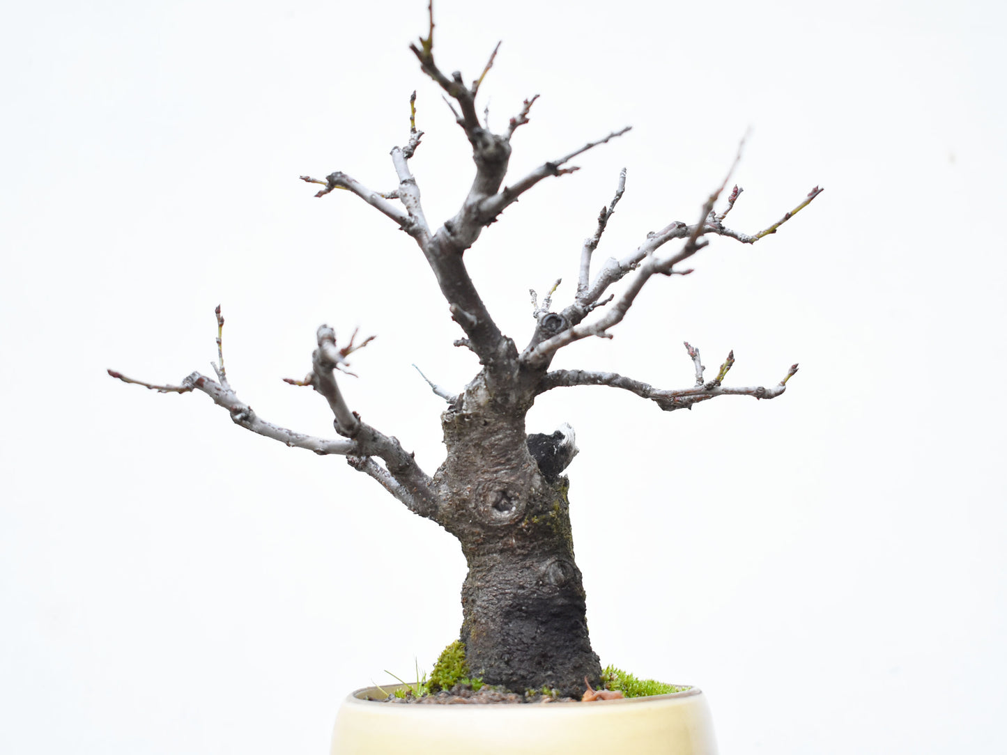 ENDRINO (Prunus Spinosa)