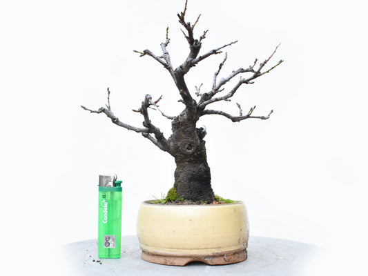 ENDRINO (Prunus Spinosa)