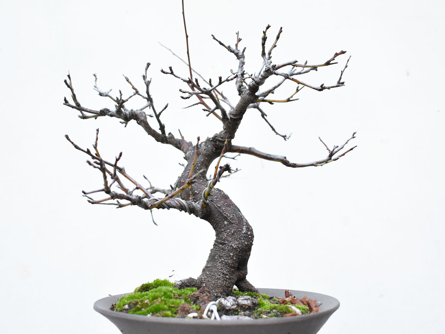 ENDRINO (Prunus Spinosa)