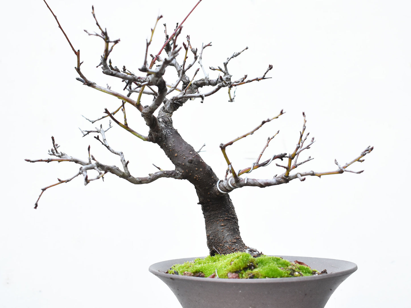 ENDRINO (Prunus Spinosa)