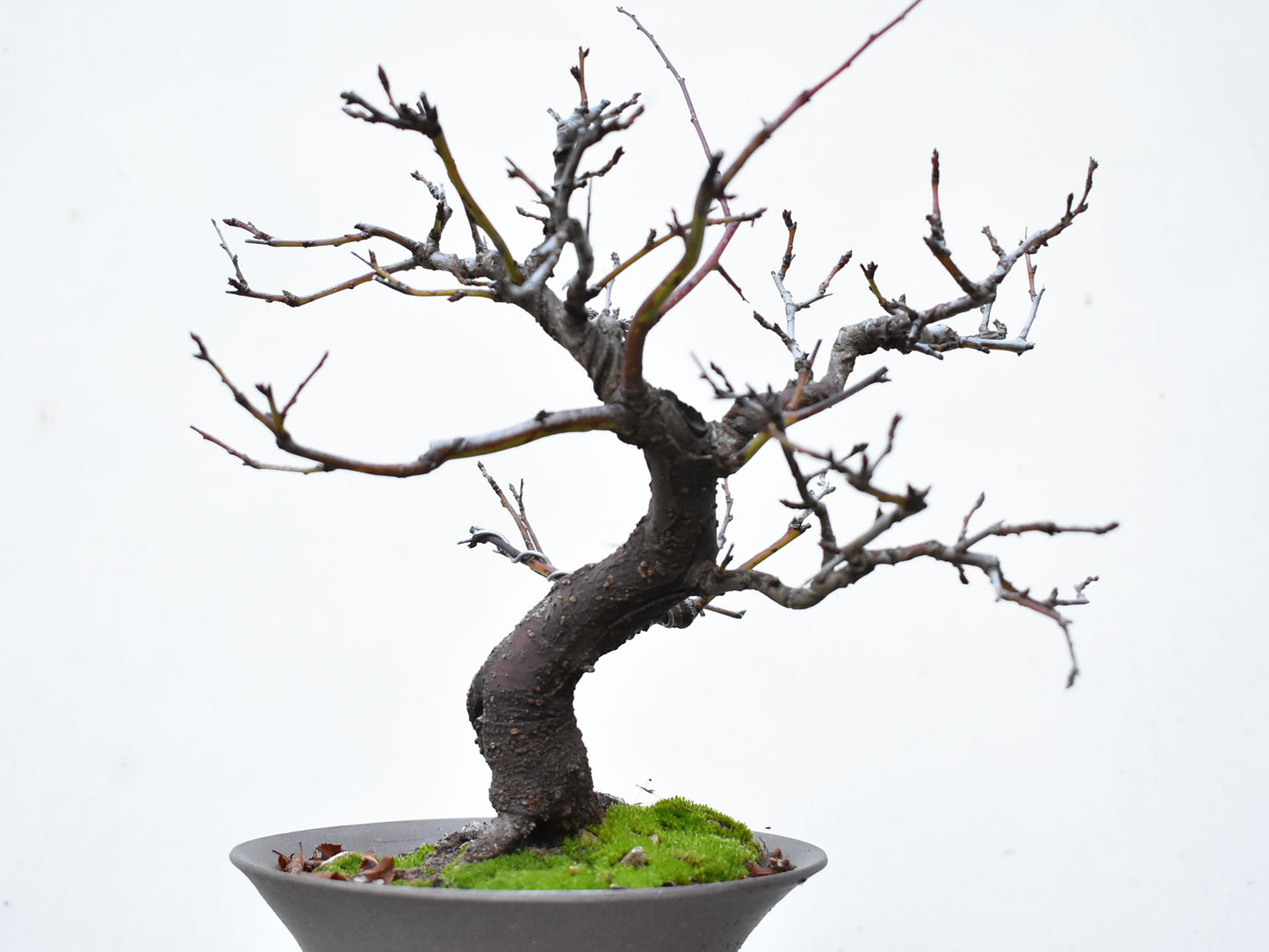 ENDRINO (Prunus Spinosa)