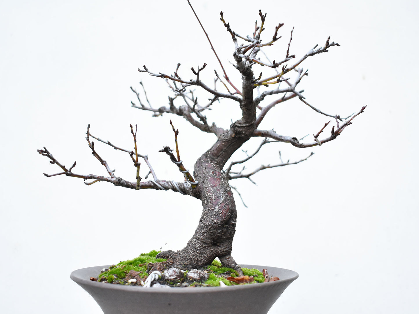 ENDRINO (Prunus Spinosa)
