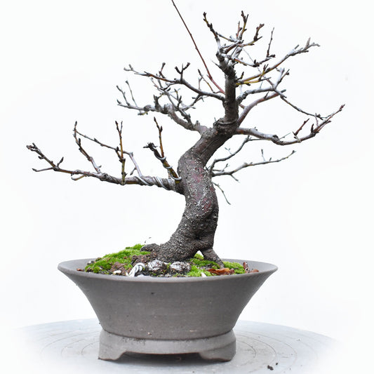 ENDRINO (Prunus Spinosa)