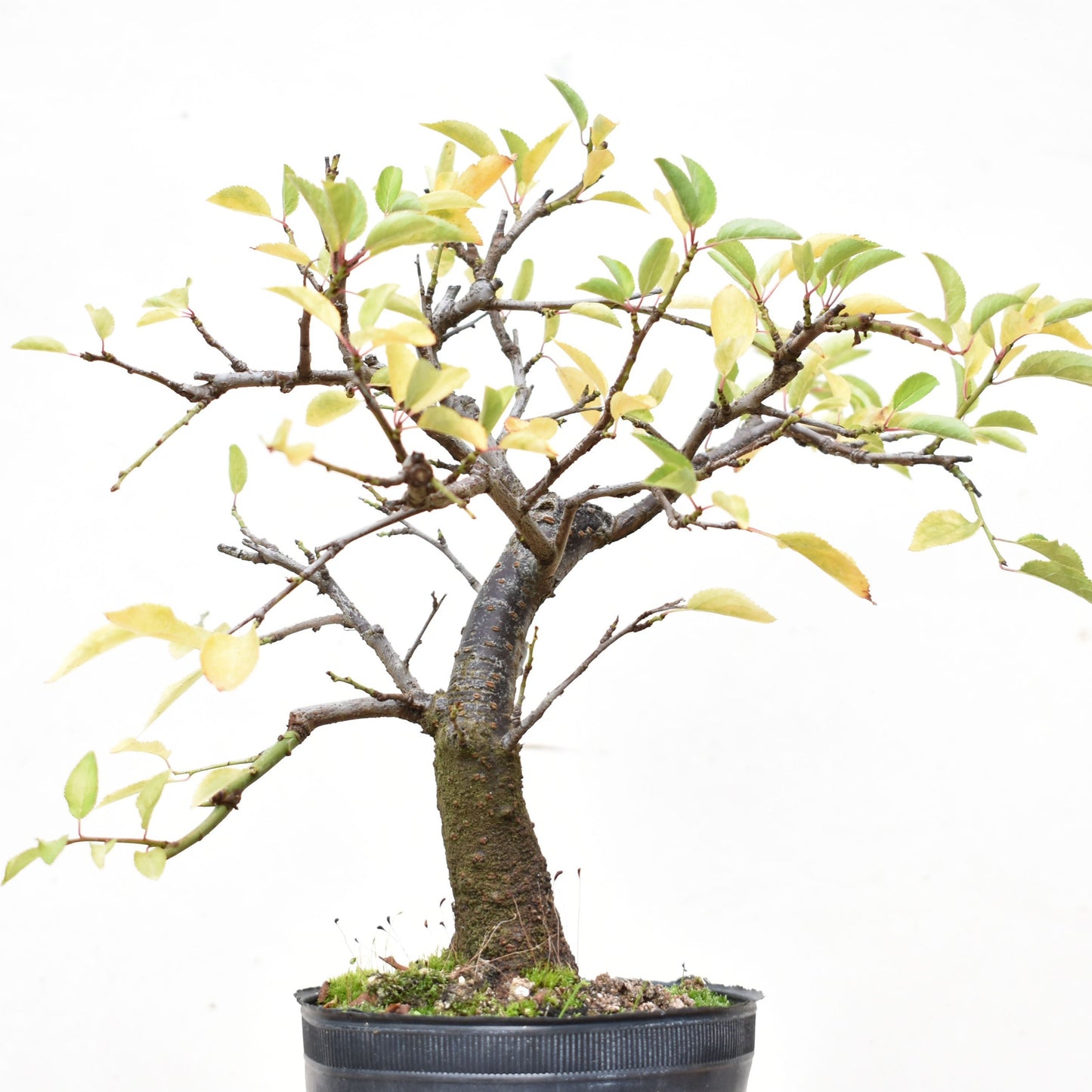 ENDRINO (Prunus Spinosa)