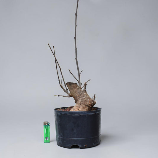 FRESNO MEDITERRANEO (Fraxinus Angustifolia)