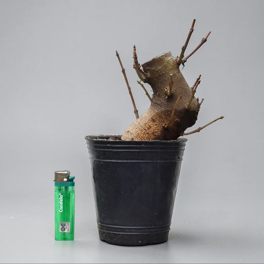 FRESNO MEDITERRANEO (Fraxinus Angustifolia)