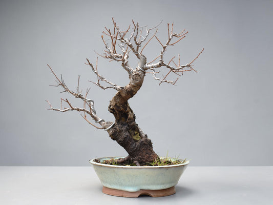 OLMO SIBERIANO (Ulmus Pumila)