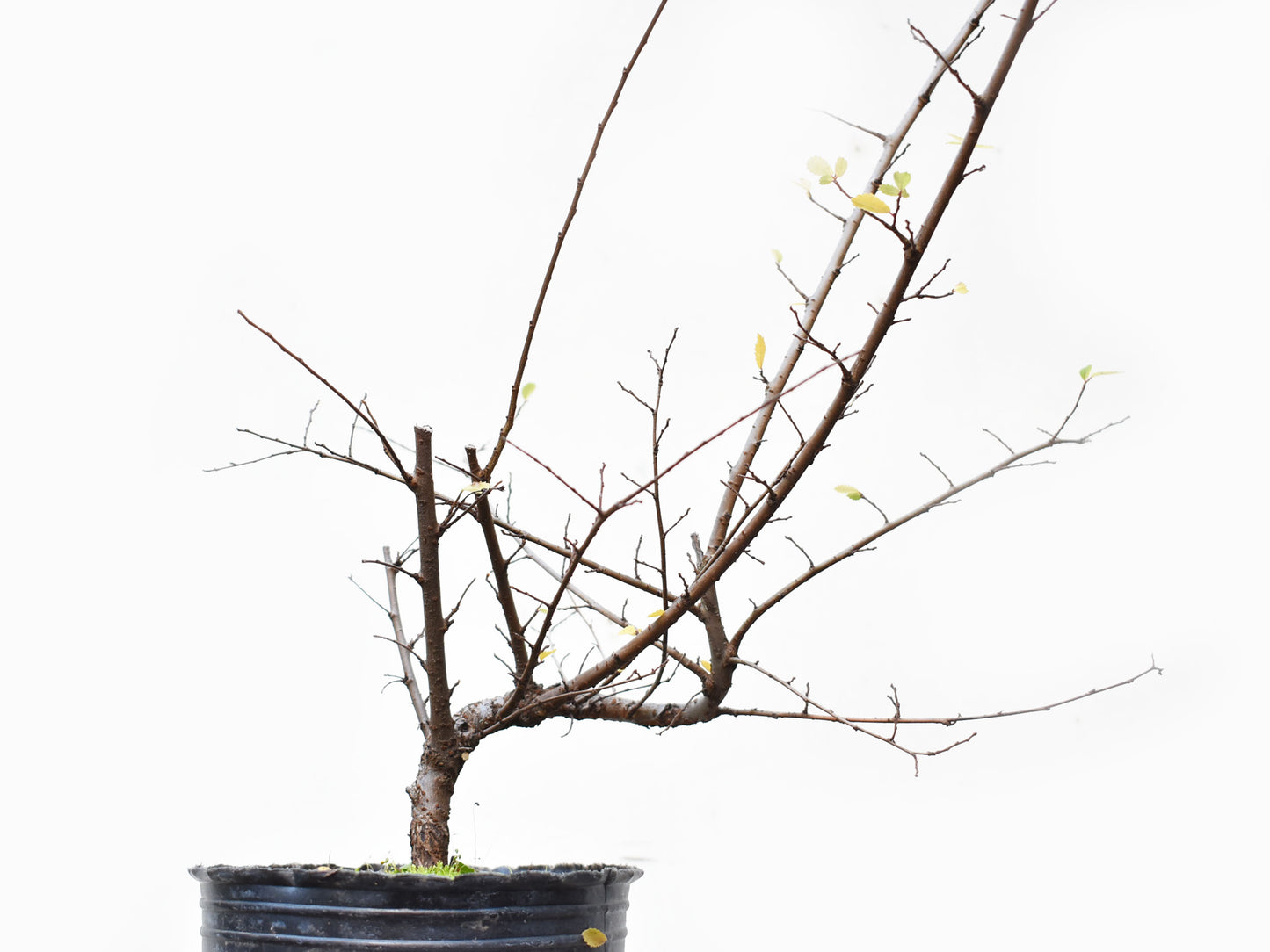 OLMO CHINO (Ulmus Parvifolia)