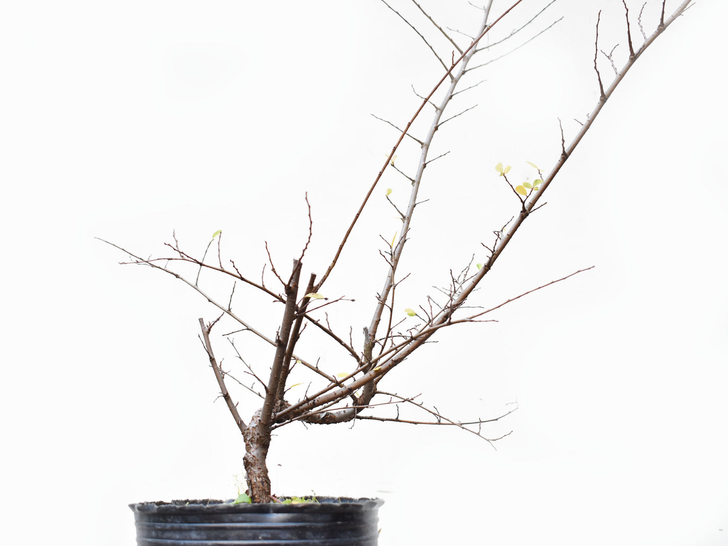 OLMO CHINO (Ulmus Parvifolia)
