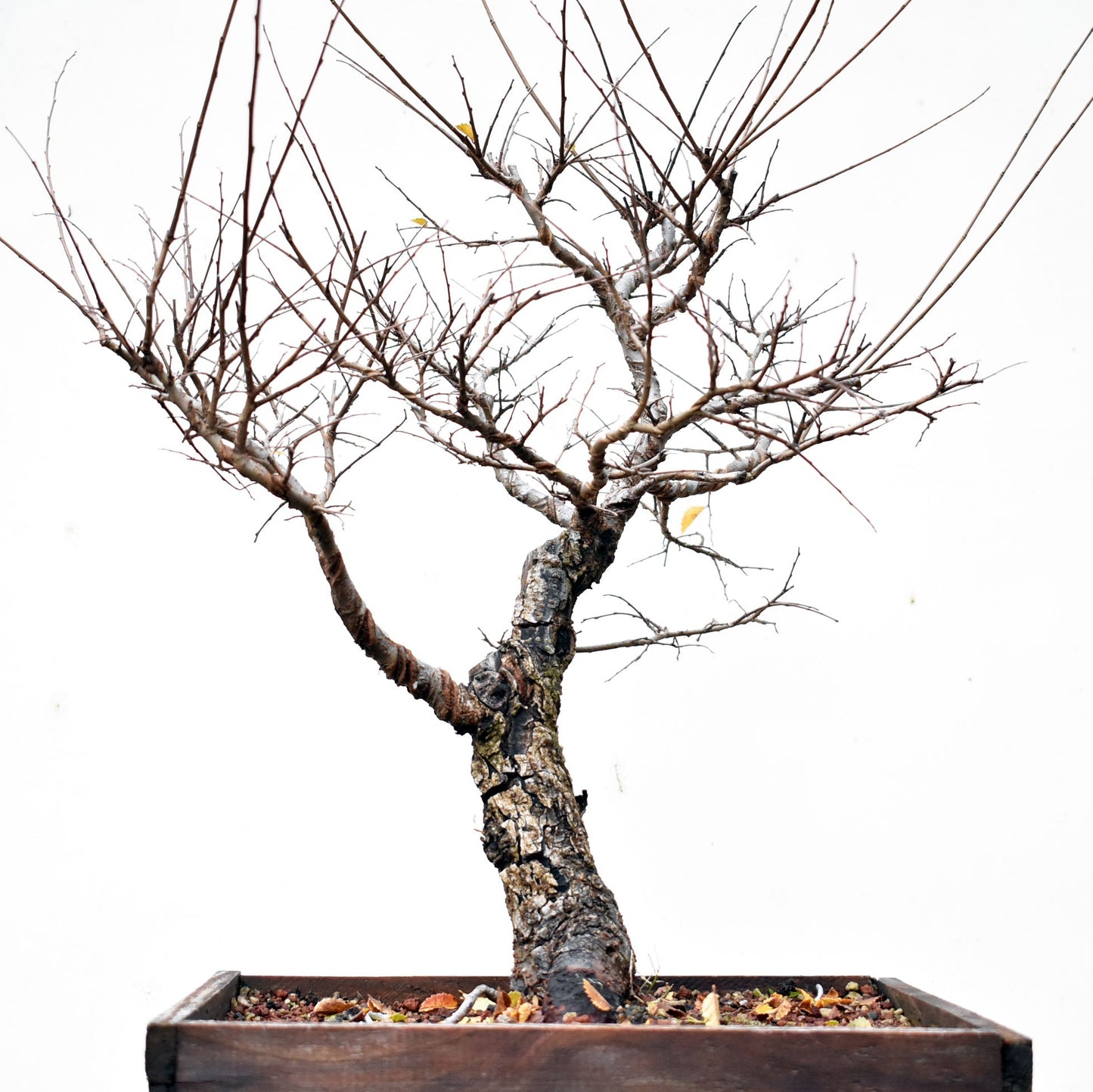 OLMO CHINO (Ulmus Parvifolia)