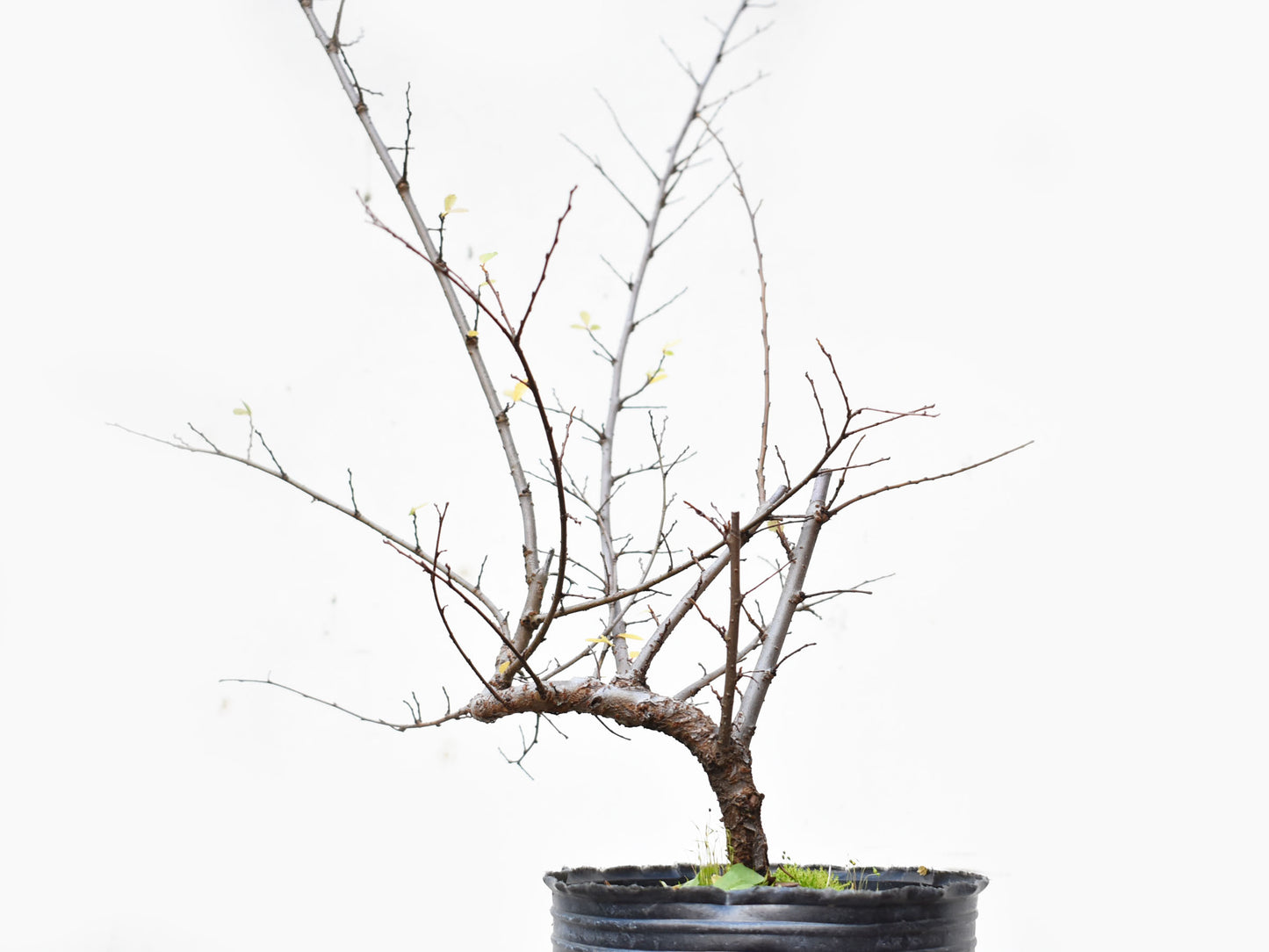 OLMO CHINO (Ulmus Parvifolia)