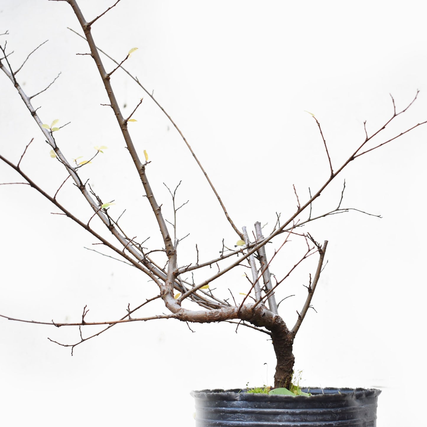 OLMO CHINO (Ulmus Parvifolia)
