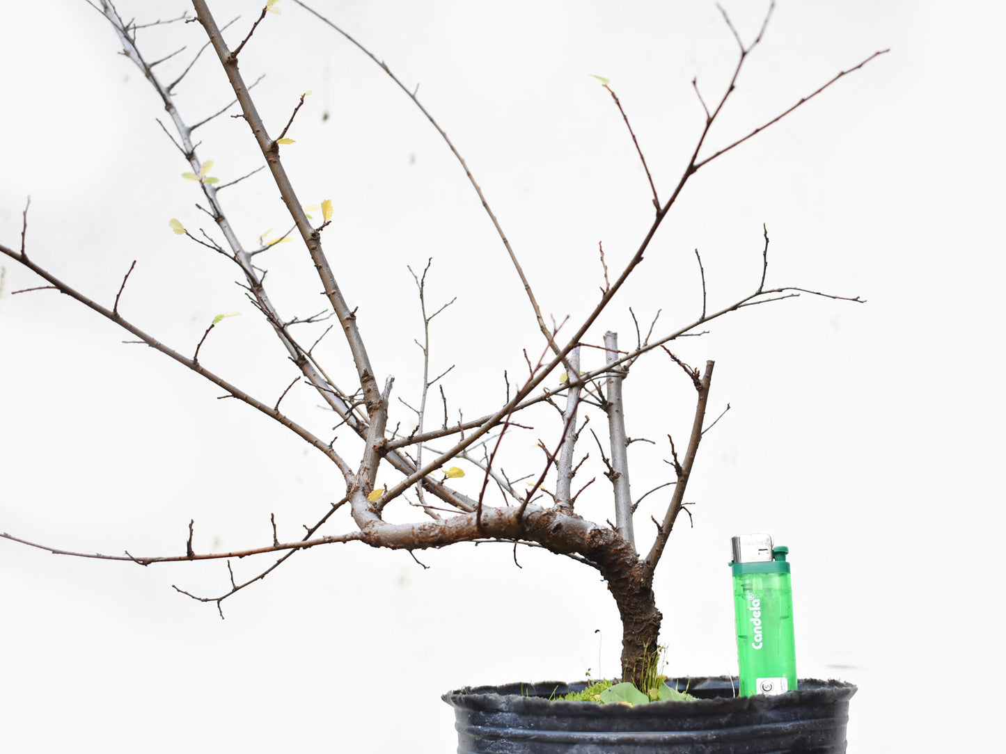 OLMO CHINO (Ulmus Parvifolia)
