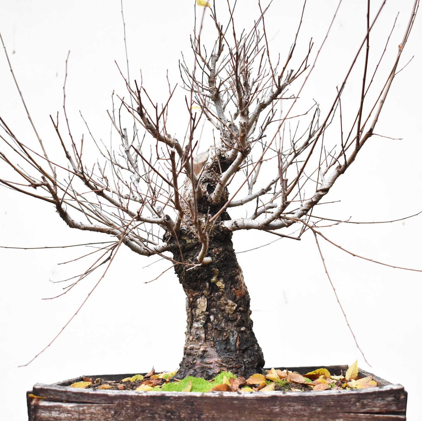 OLMO SIBERIANO (Ulmus Pumila)