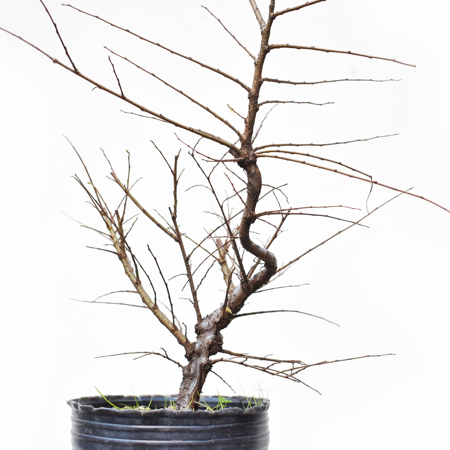 OLMO CHINO (Ulmus Parvifolia)