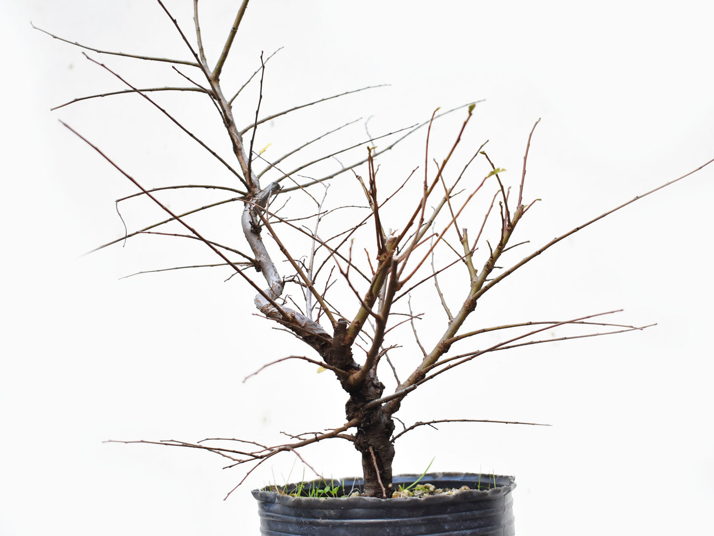 OLMO CHINO (Ulmus Parvifolia)