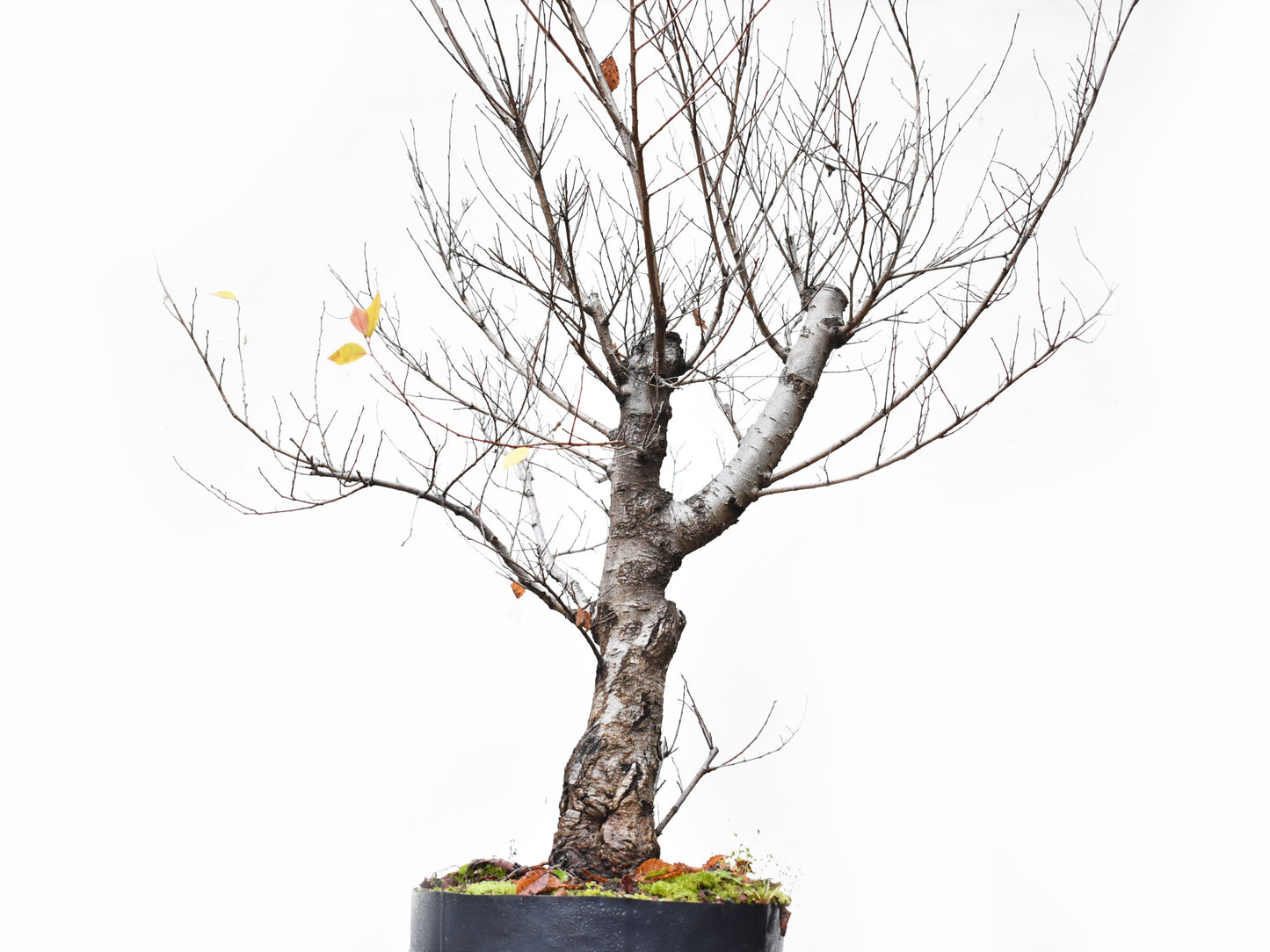 OLMO SIBERIANO (Ulmus Pumila)