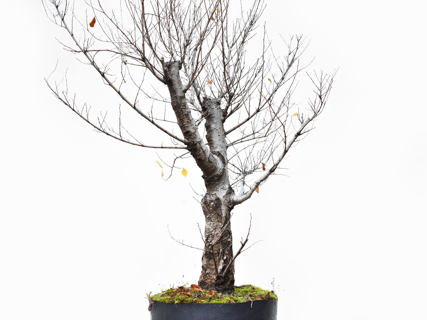 OLMO SIBERIANO (Ulmus Pumila)