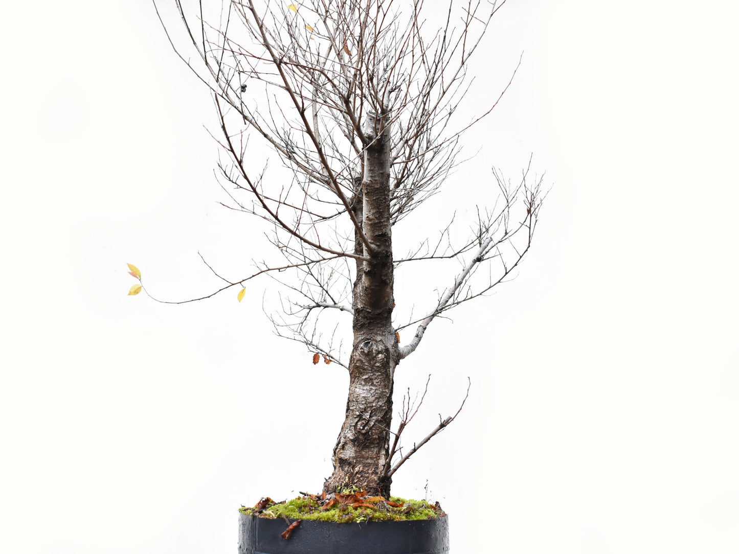 OLMO SIBERIANO (Ulmus Pumila)