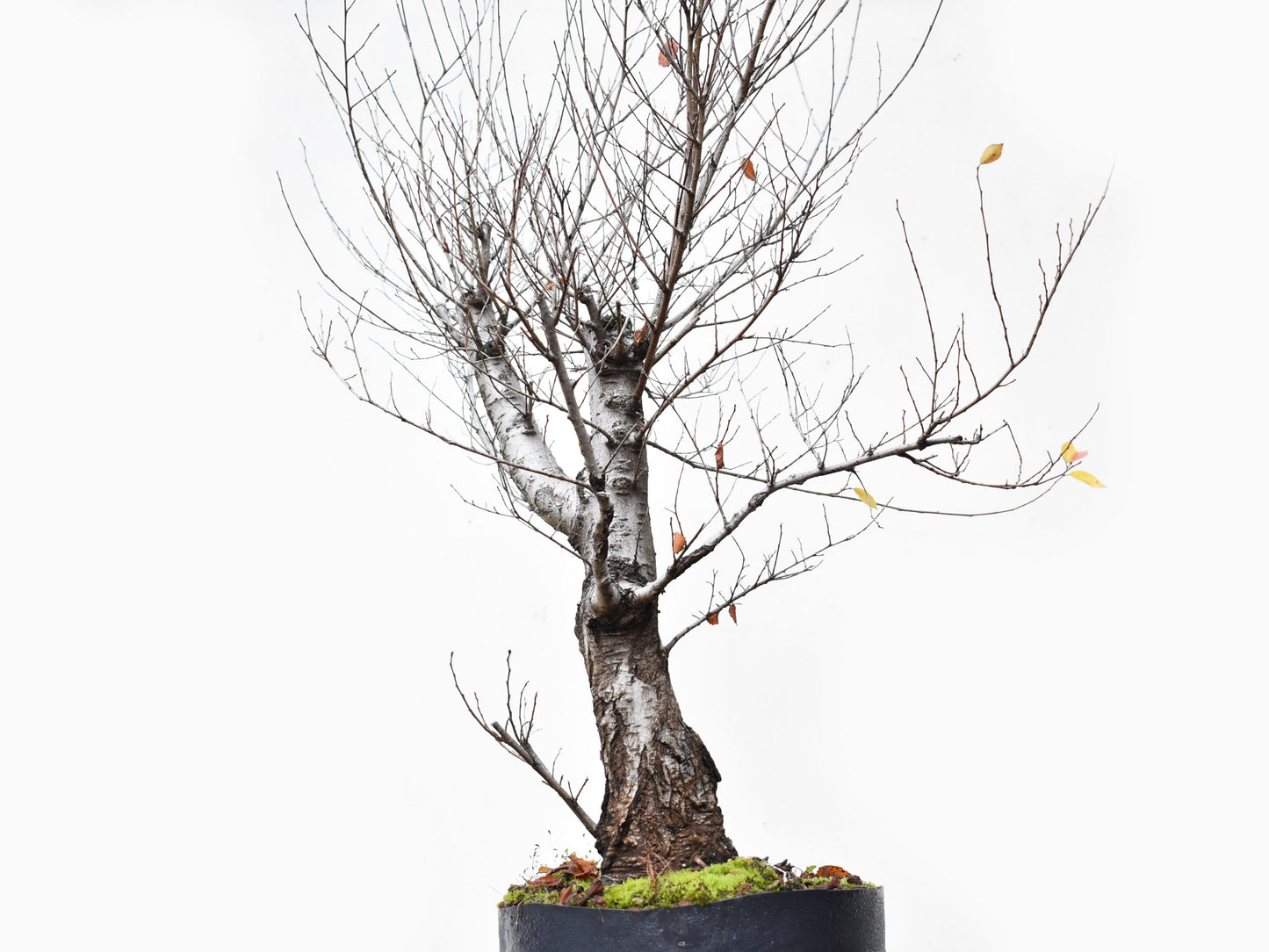 OLMO SIBERIANO (Ulmus Pumila)