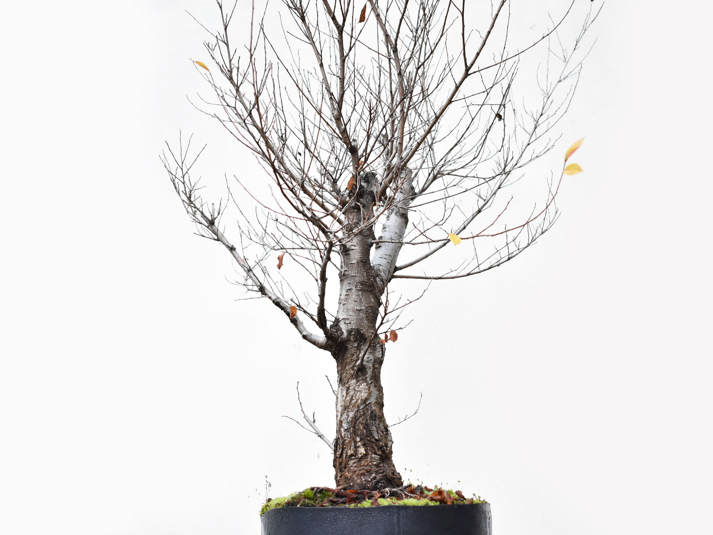 OLMO SIBERIANO (Ulmus Pumila)