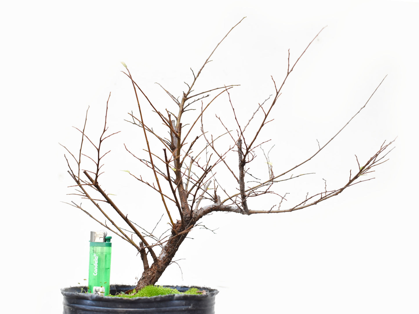 OLMO CHINO (Ulmus Parvifolia)