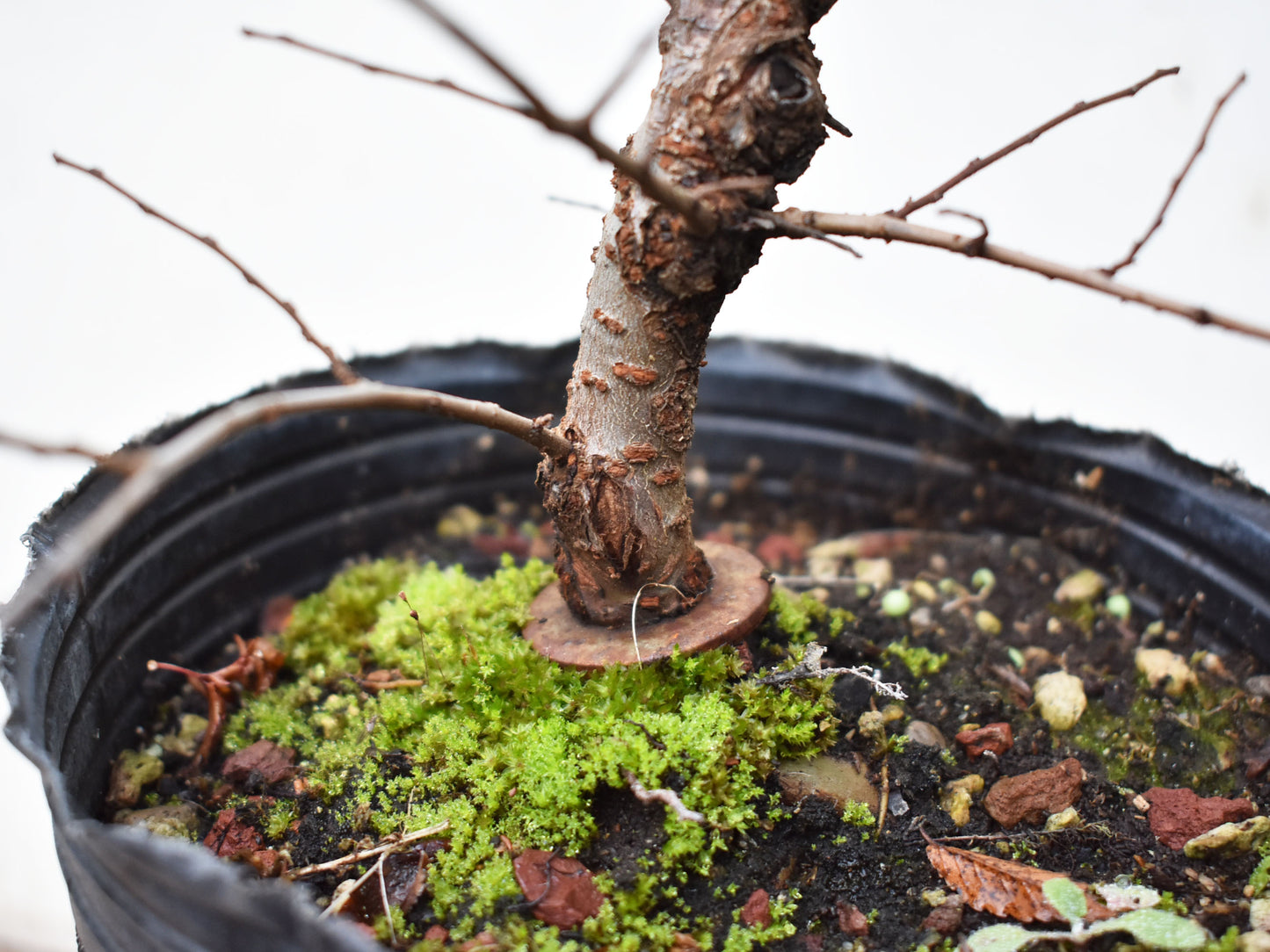 OLMO CHINO (Ulmus Parvifolia)