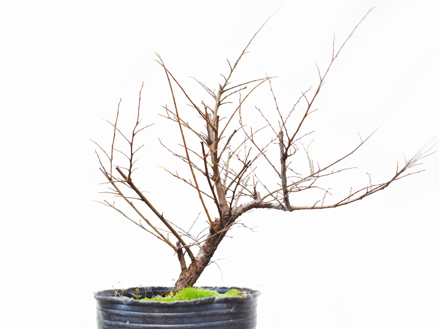 OLMO CHINO (Ulmus Parvifolia)