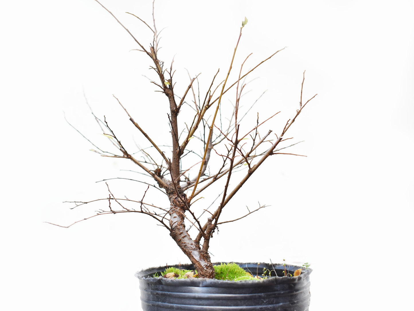 OLMO CHINO (Ulmus Parvifolia)
