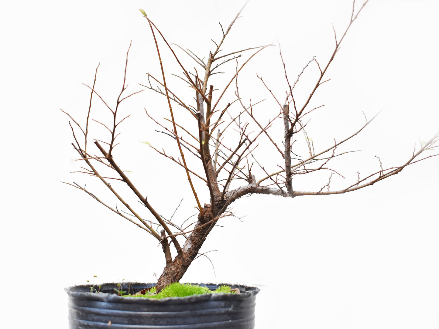 OLMO CHINO (Ulmus Parvifolia)