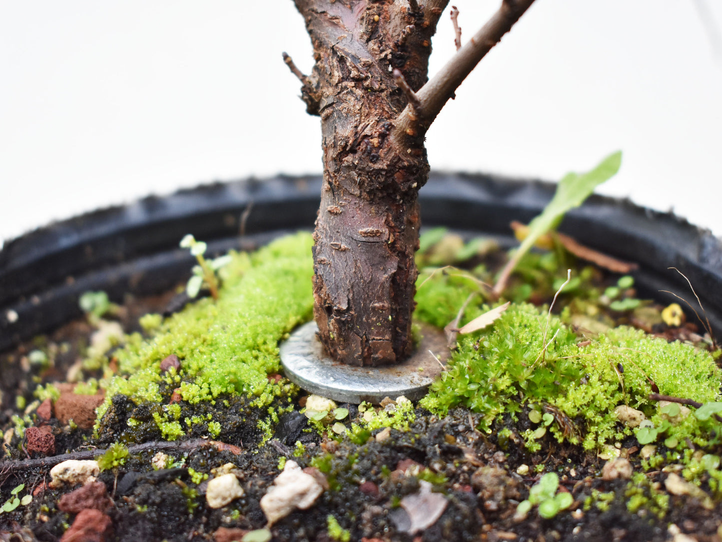 OLMO CHINO (Ulmus Parvifolia)