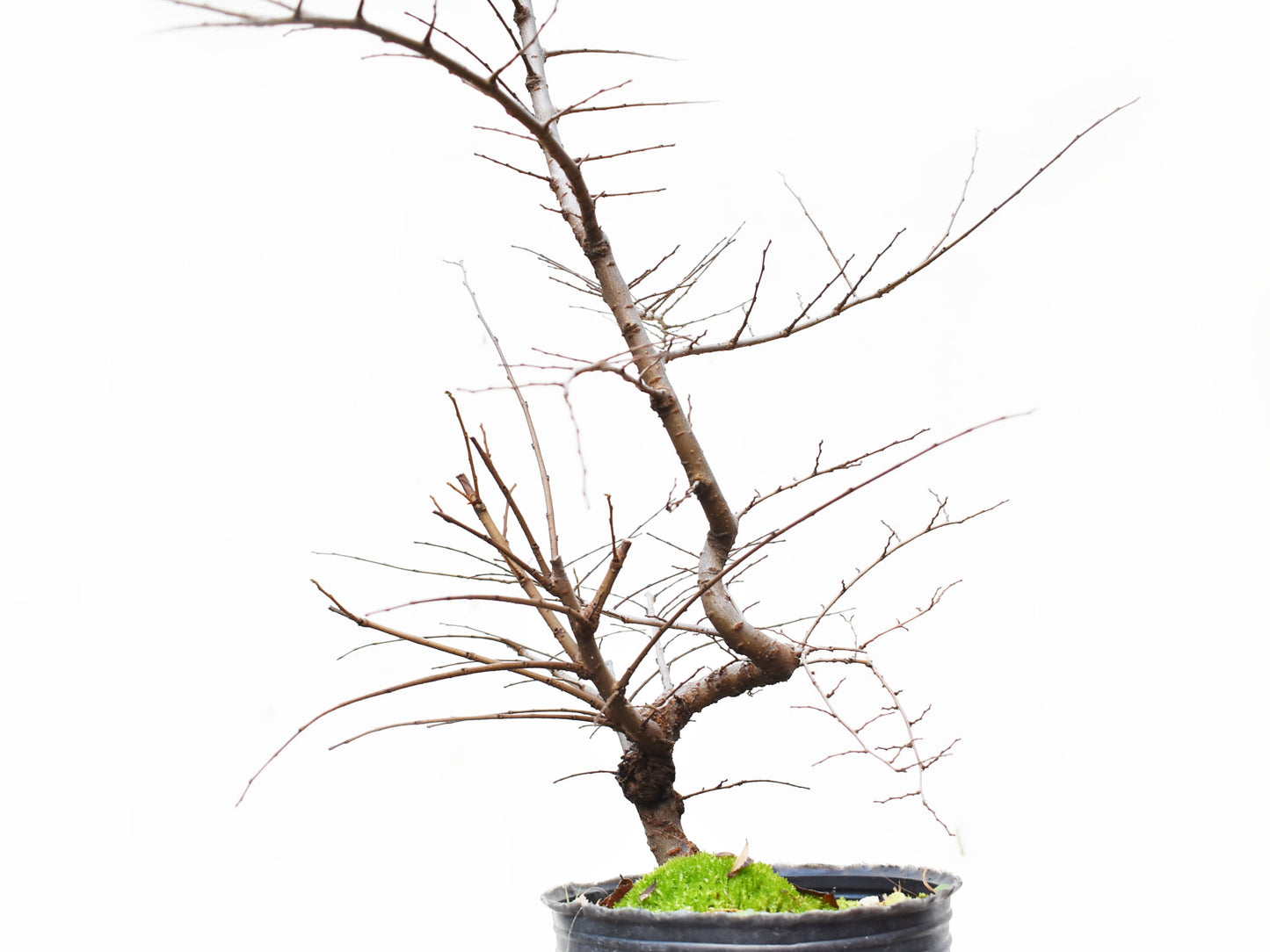 OLMO CHINO (Ulmus Parvifolia)