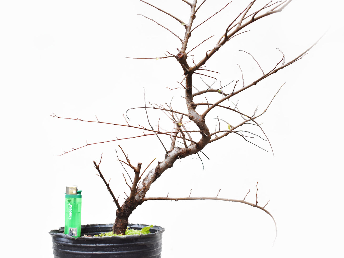 OLMO CHINO (Ulmus Parvifolia)