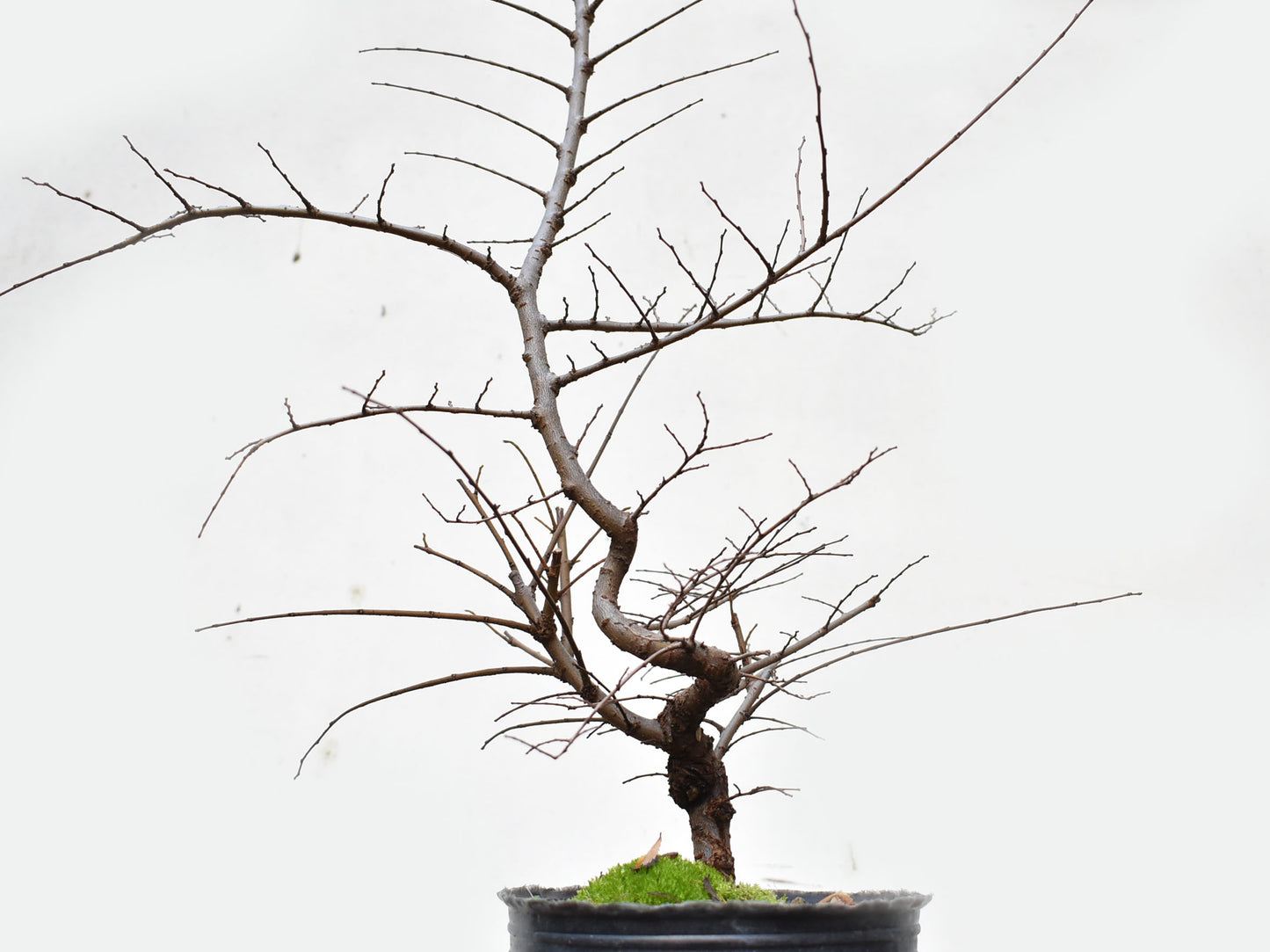 OLMO CHINO (Ulmus Parvifolia)