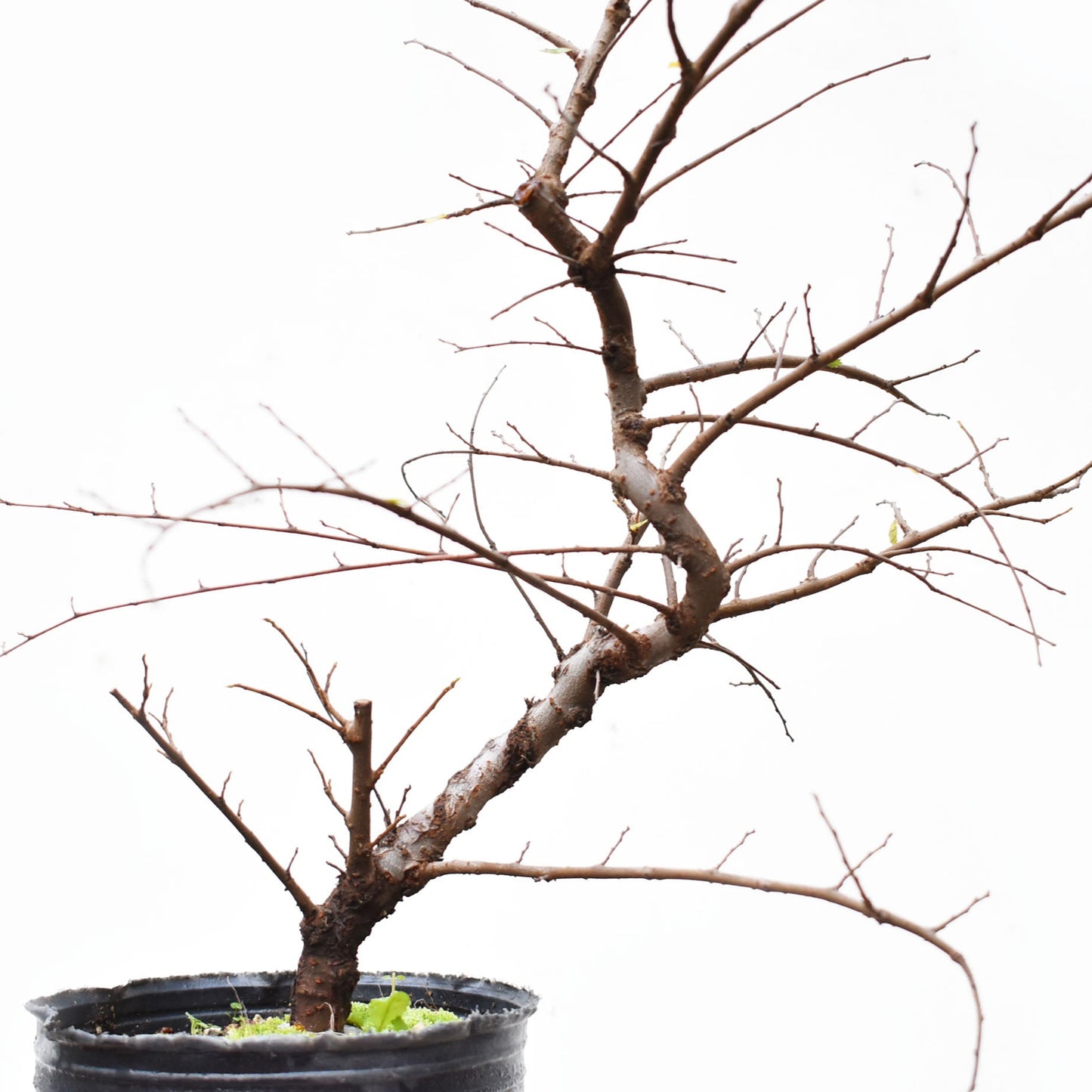 OLMO CHINO (Ulmus Parvifolia)