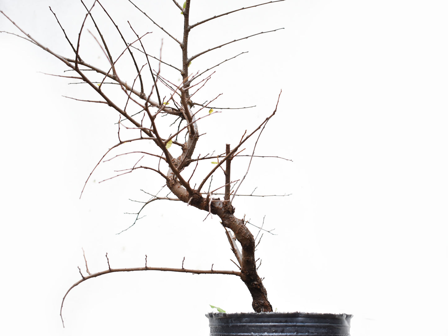 OLMO CHINO (Ulmus Parvifolia)