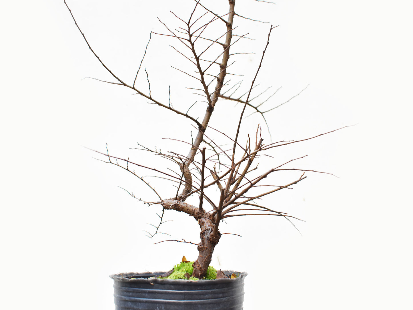 OLMO CHINO (Ulmus Parvifolia)